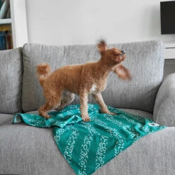 Dock & Bay Dock & Bay Dog Towels - Woofs Go Wild -Dock & Bay Shop 14 DOG23 LUNA DOGTWL WOOFWILD 011 SQ X3